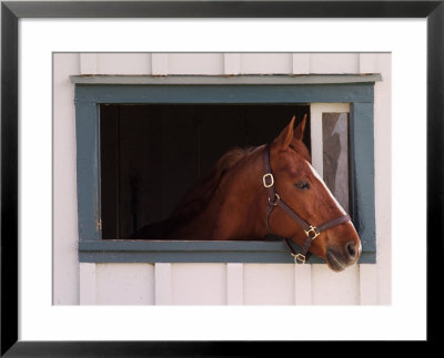 Thoroughbred Race Horse In Horse Barn, Kentucky Horse Park, Lexington, Kentucky, Usa by Adam Jones Pricing Limited Edition Print image