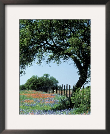 Paintbrush And Bluebonnets, Texas Hill Country, Texas, Usa by Adam Jones Pricing Limited Edition Print image