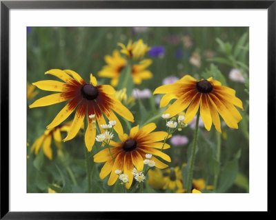 Gloriosa Daisy, Oldham County, Kentucky, Usa by Adam Jones Pricing Limited Edition Print image