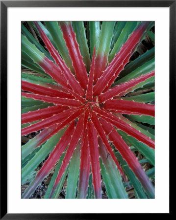 Cactus Detail, Chrstoffel National Park, Curacao, Caribbean by Robin Hill Pricing Limited Edition Print image