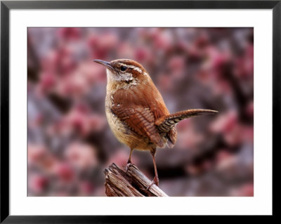 Carolina Wren by Adam Jones Pricing Limited Edition Print image