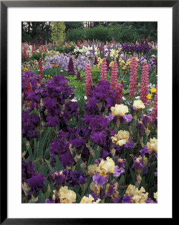 Iris Garden, Salem, Oregon, Usa by Adam Jones Pricing Limited Edition Print image