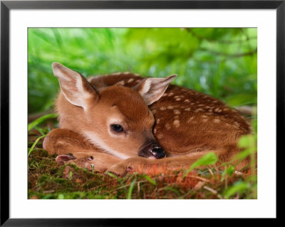 White-Tailed Deer Baby, Kentucky by Adam Jones Pricing Limited Edition Print image