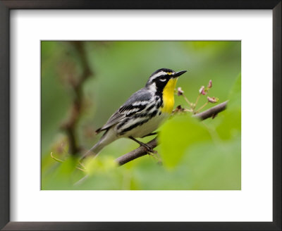 Male Yellow-Throated Warbler by Adam Jones Pricing Limited Edition Print image