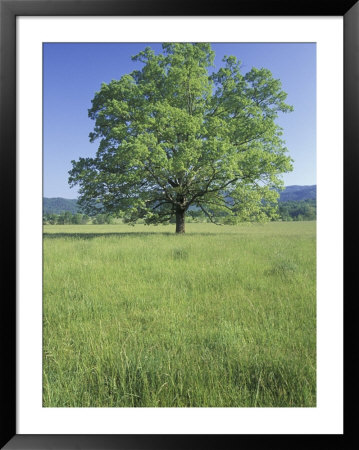 Bur Oak In Grassy Field, Great Smoky Mountains National Park, Tennessee, Usa by Adam Jones Pricing Limited Edition Print image