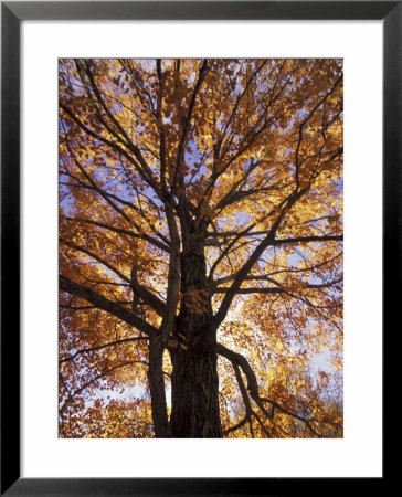 Red Maple Tree, Kentucky, Usa by Adam Jones Pricing Limited Edition Print image