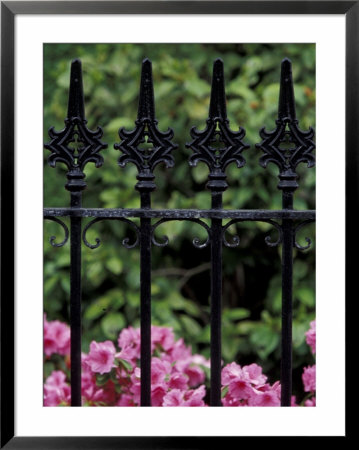 Wrought Iron Gate With Azaleas, Charleston, South Carolina, Usa by Adam Jones Pricing Limited Edition Print image