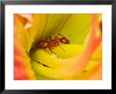 Red Ant by Adam Jones Pricing Limited Edition Print image