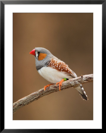 Zebra Finch by Adam Jones Pricing Limited Edition Print image