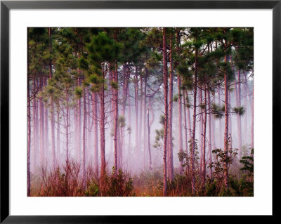 Mist Among Pine Trees At Sunrise, Everglades National Park, Florida, Usa by Adam Jones Pricing Limited Edition Print image
