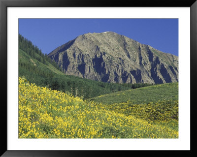 Mountain Sunflowers, Gunnison National Forest, Colorado, Usa by Adam Jones Pricing Limited Edition Print image