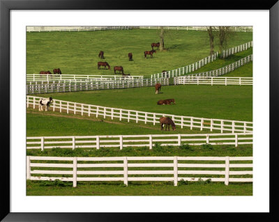 Thoroughbred Horses, Kentucky Horse Park, Lexington, Kentucky, Usa by Adam Jones Pricing Limited Edition Print image