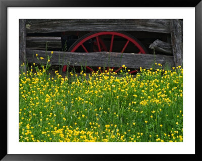Buttercups And Wagon Wheel, Pioneer Homestead, Great Smoky Mountains National Park, North Carolina by Adam Jones Pricing Limited Edition Print image