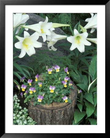 Horned Violet And Easter Lily by Adam Jones Pricing Limited Edition Print image