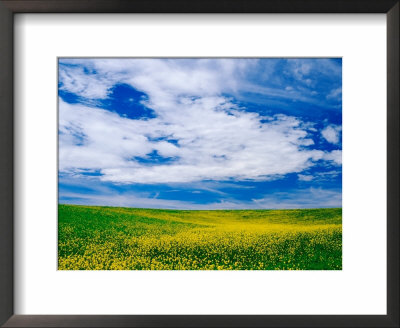 Field Of Canola Or Mustard Flowers, Palouse Region, Washington, Usa by Adam Jones Pricing Limited Edition Print image