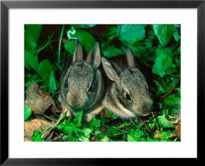 Baby Eastern Cottontail by Adam Jones Pricing Limited Edition Print image
