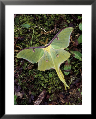 Male Luna Moth by Adam Jones Pricing Limited Edition Print image