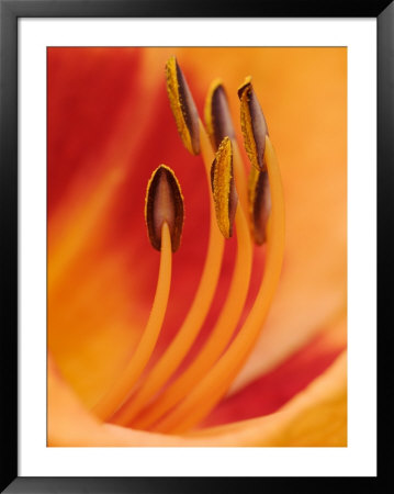 Hybrid Daylily by Adam Jones Pricing Limited Edition Print image