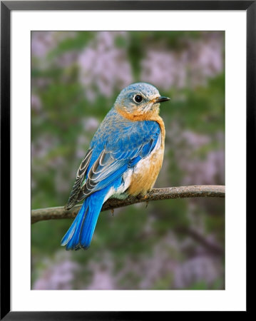 Female Eastern Bluebird by Adam Jones Pricing Limited Edition Print image