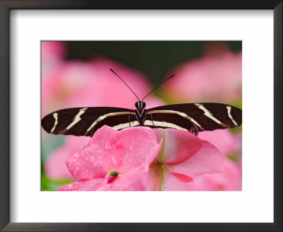 Zebra Longwing by Adam Jones Pricing Limited Edition Print image