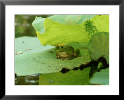 Bullfrog, Rana Catesbeiana On Lilypad by Adam Jones Pricing Limited Edition Print image