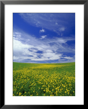 Field Of Wild Mustard Flowers by Adam Jones Pricing Limited Edition Print image