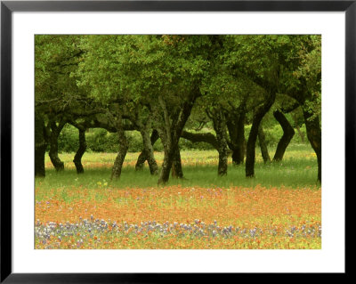 Live Oaks, With Texas Paintbrush Castilleja Indivisa, Bluebonnets Lupinus Texensis Beneath by Adam Jones Pricing Limited Edition Print image