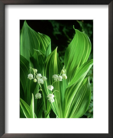 Lily Of The Valley, Albostriata, May by John Glover Pricing Limited Edition Print image