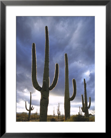 Saguaro Cactus, Backlit, Az by Adam Jones Pricing Limited Edition Print image