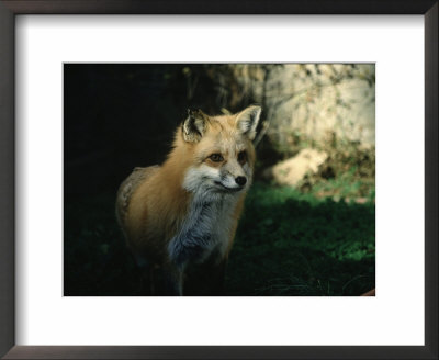 Red Fox by Guy Crittenden Pricing Limited Edition Print image