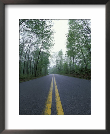 Forest Road In Spring, Daniel Boone National Forest, Kentucky, Usa by Adam Jones Pricing Limited Edition Print image