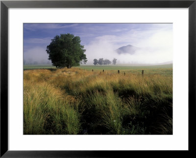 Tree And Rich Mountain In Fog, Great Smoky Mountains National Park, Tennessee, Usa by Adam Jones Pricing Limited Edition Print image