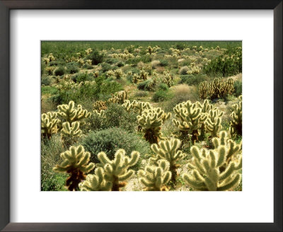 Backlit Cholla Cactus, Opuntia Bigelovii Sonoran Desert, California by Adam Jones Pricing Limited Edition Print image