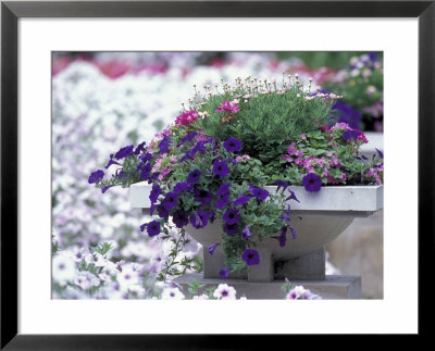 Petunias In Flower Planter by Adam Jones Pricing Limited Edition Print image