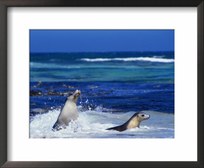 Seals Swimming In Surf, Australia by Dennis Jones Pricing Limited Edition Print image