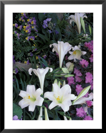 Hydrangea, Violas, Easter Lily's, Cincinatti, Ohio, Usa by Adam Jones Pricing Limited Edition Print image