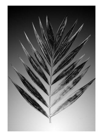 Leaves Iv by Miguel Paredes Pricing Limited Edition Print image