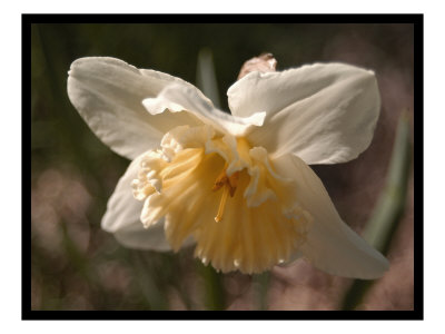 Library Orchids Ii by Miguel Paredes Pricing Limited Edition Print image