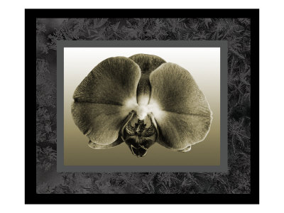 Sephia Orchid by Miguel Paredes Pricing Limited Edition Print image
