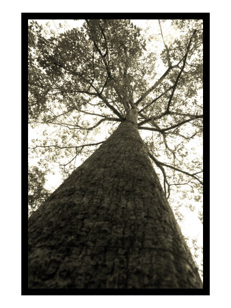 Everlast Tree by Miguel Paredes Pricing Limited Edition Print image