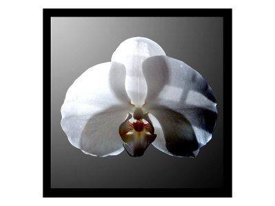 Shadow Orchid I by Miguel Paredes Pricing Limited Edition Print image