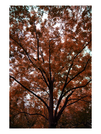 Land Tree Iii by Miguel Paredes Pricing Limited Edition Print image