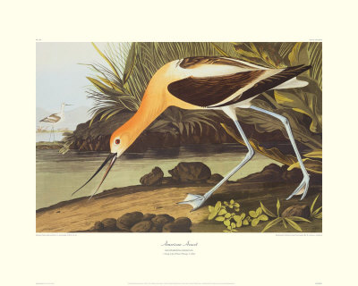 American Avocet by John James Audubon Pricing Limited Edition Print image