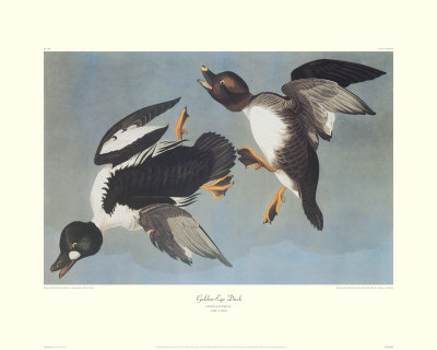 Golden-Eye Duck by John James Audubon Pricing Limited Edition Print image