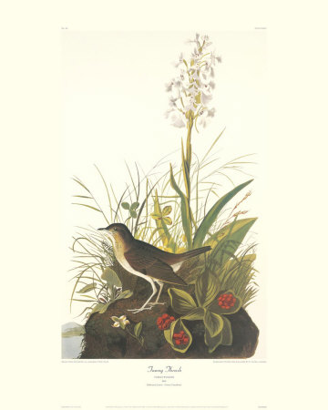 Tawny Thrush by John James Audubon Pricing Limited Edition Print image