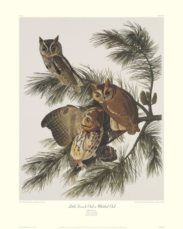 Little Screech Owl Or Mottled Owl by John James Audubon Pricing Limited Edition Print image