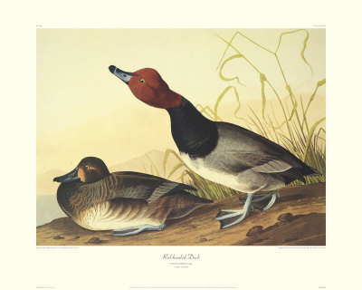 Red-Headed Duck by John James Audubon Pricing Limited Edition Print image