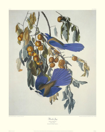 Florida Jay by John James Audubon Pricing Limited Edition Print image