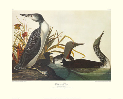 Red-Throated Diver by John James Audubon Pricing Limited Edition Print image