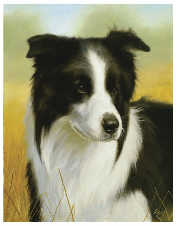 Border Collie by John Silver Pricing Limited Edition Print image